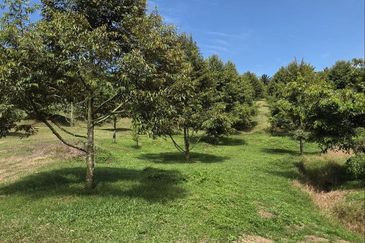 Serdang Kedah Durian Orchard Near Selama Parit Buntar Good Investment Easy Access Mature Trees Solid Infrastructure 