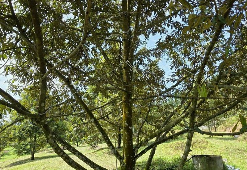 Serdang Kedah Durian Orchard Near Selama Parit Buntar Good Investment Easy Access Mature Trees Solid Infrastructure 