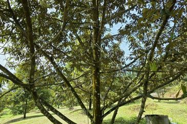 Serdang Kedah Durian Orchard Near Selama Parit Buntar Good Investment Easy Access Mature Trees Solid Infrastructure 