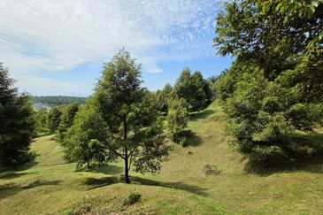 Serdang Kedah Durian Orchard Near Selama Parit Buntar Good Investment Easy Access Mature Trees Solid Infrastructure 