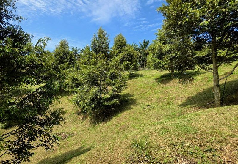 Serdang Kedah Durian Orchard Near Selama Parit Buntar Good Investment Easy Access Mature Trees Solid Infrastructure 