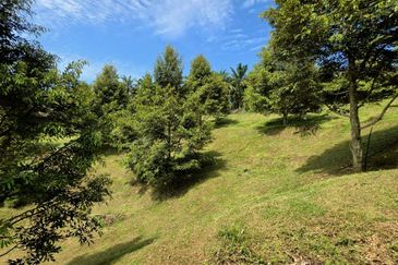 Serdang Kedah Durian Orchard Near Selama Parit Buntar Good Investment Easy Access Mature Trees Solid Infrastructure 