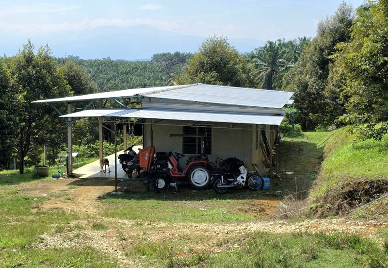 Serdang Kedah Durian Orchard Near Selama Parit Buntar Good Investment Easy Access Mature Trees Solid Infrastructure 