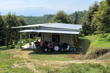 Serdang Kedah Durian Orchard Near Selama Parit Buntar Good Investment Easy Access Mature Trees Solid Infrastructure 