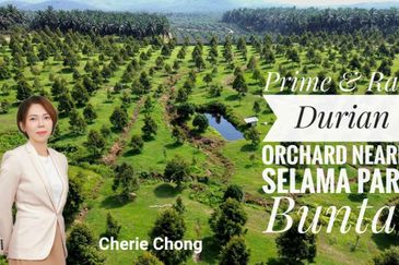 Serdang Kedah Durian Orchard Near Selama Parit Buntar Good Investment Easy Access Mature Trees Solid Infrastructure 