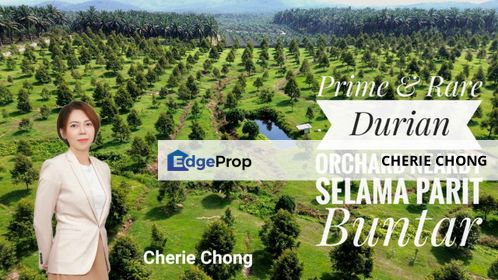 Premium & Well Maintained Durian Orchard Near Selama Parit Buntar Good Investment Easy Access Mature Trees Solid Infrastructure , Kedah, Serdang