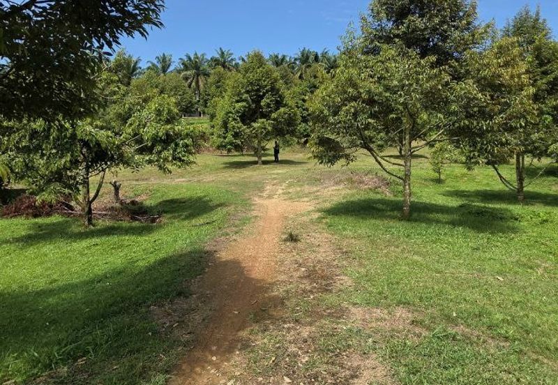 Serdang Kedah Durian Orchard Near Selama Parit Buntar Good Investment Easy Access Mature Trees Solid Infrastructure 