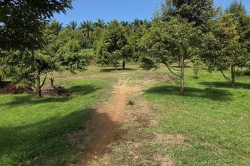 Serdang Kedah Durian Orchard Near Selama Parit Buntar Good Investment Easy Access Mature Trees Solid Infrastructure 