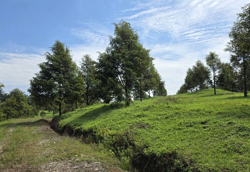 Serdang Kedah Durian Orchard Near Selama Parit Buntar Good Investment Easy Access Mature Trees Solid Infrastructure 