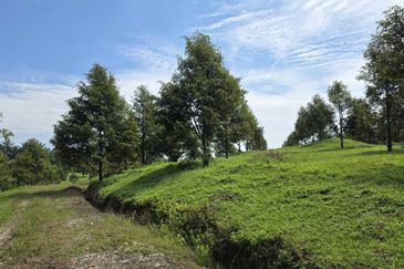 Serdang Kedah Durian Orchard Near Selama Parit Buntar Good Investment Easy Access Mature Trees Solid Infrastructure 