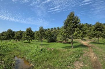 Serdang Kedah Durian Orchard Near Selama Parit Buntar Good Investment Easy Access Mature Trees Solid Infrastructure 