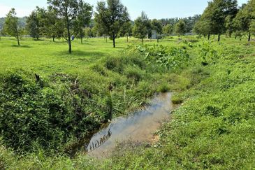 Serdang Kedah Durian Orchard Near Selama Parit Buntar Good Investment Easy Access Mature Trees Solid Infrastructure 