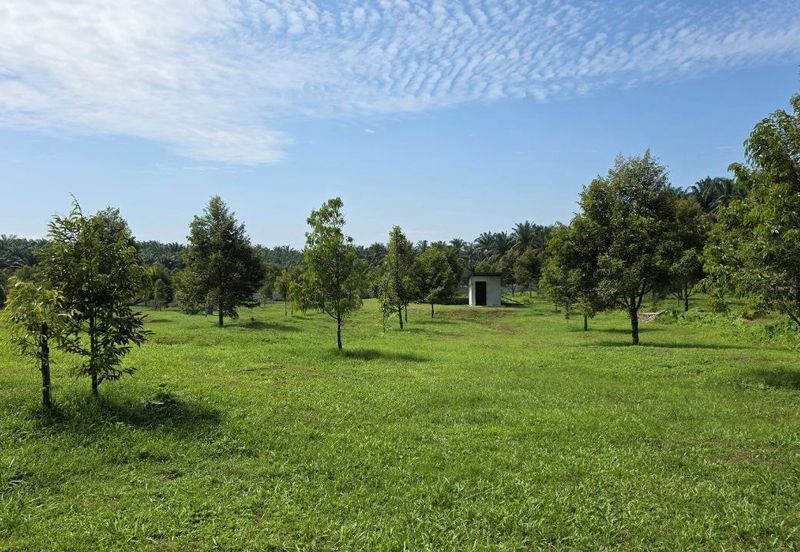 Serdang Kedah Durian Orchard Near Selama Parit Buntar Good Investment Easy Access Mature Trees Solid Infrastructure 