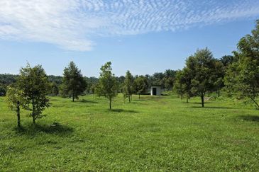 Serdang Kedah Durian Orchard Near Selama Parit Buntar Good Investment Easy Access Mature Trees Solid Infrastructure 