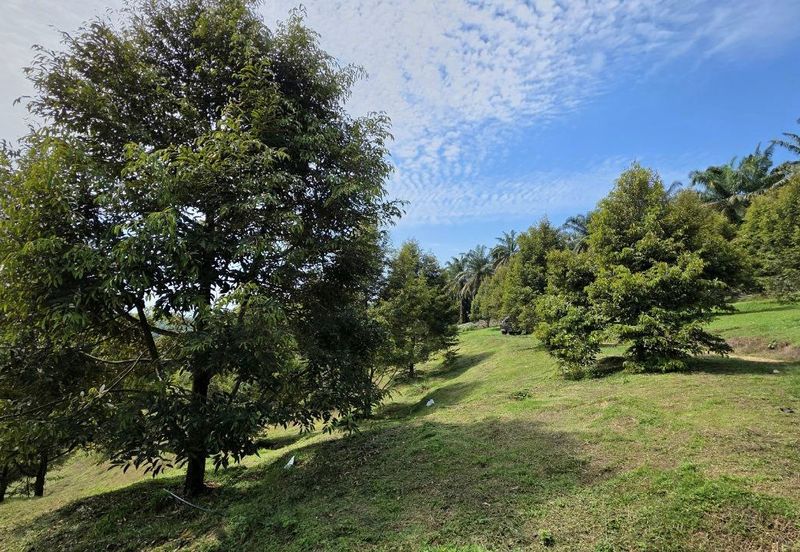 Serdang Kedah Durian Orchard Near Selama Parit Buntar Good Investment Easy Access Mature Trees Solid Infrastructure 