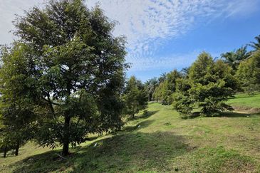 Serdang Kedah Durian Orchard Near Selama Parit Buntar Good Investment Easy Access Mature Trees Solid Infrastructure 