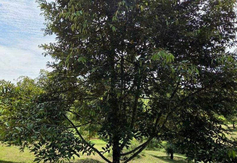 Serdang Kedah Durian Orchard Near Selama Parit Buntar Good Investment Easy Access Mature Trees Solid Infrastructure 