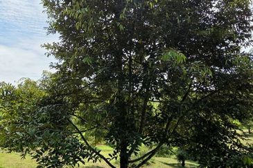 Serdang Kedah Durian Orchard Near Selama Parit Buntar Good Investment Easy Access Mature Trees Solid Infrastructure 