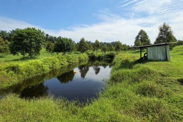 Serdang Kedah Durian Orchard Near Selama Parit Buntar Good Investment Easy Access Mature Trees Solid Infrastructure 