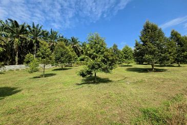 Serdang Kedah Durian Orchard Near Selama Parit Buntar Good Investment Easy Access Mature Trees Solid Infrastructure 