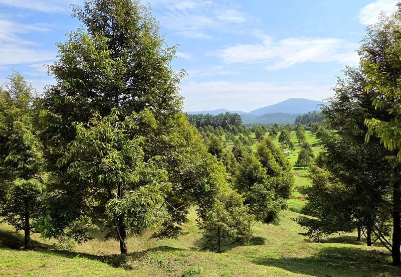 Serdang Kedah Durian Orchard Near Selama Parit Buntar Good Investment Easy Access Mature Trees Solid Infrastructure 