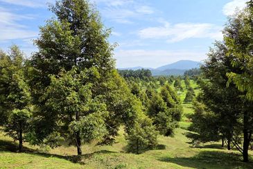 Serdang Kedah Durian Orchard Near Selama Parit Buntar Good Investment Easy Access Mature Trees Solid Infrastructure 