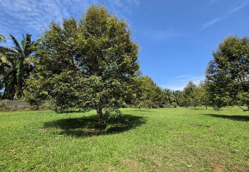 Serdang Kedah Durian Orchard Near Selama Parit Buntar Good Investment Easy Access Mature Trees Solid Infrastructure 