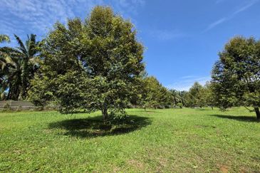 Serdang Kedah Durian Orchard Near Selama Parit Buntar Good Investment Easy Access Mature Trees Solid Infrastructure 