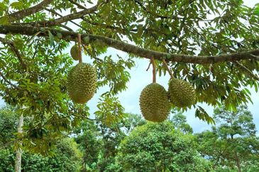 Kuala Kangsar Liman Kati Freehold Well-maintained Durian Orchard With Ready Income 