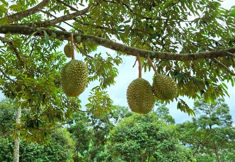 Kuala Kangsar Liman Kati Freehold Well-maintained Durian Orchard With Ready Income 