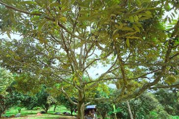 Kuala Kangsar Liman Kati Freehold Well-maintained Durian Orchard With Ready Income 