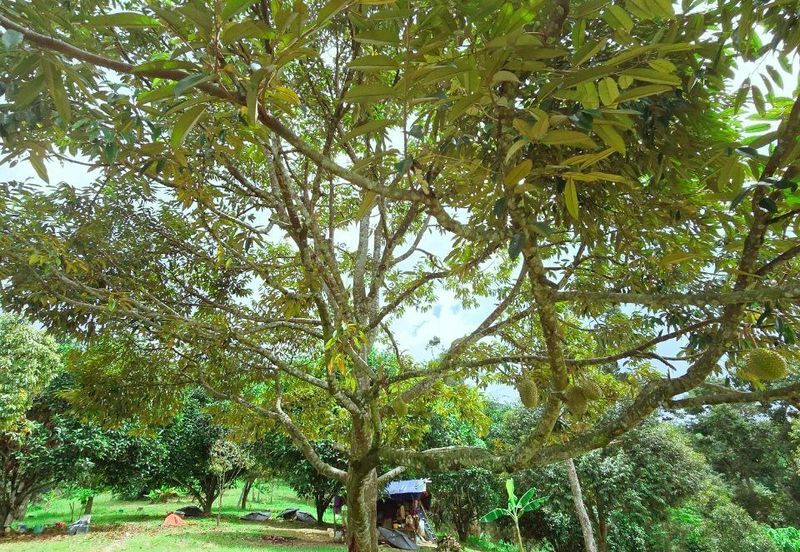 Kuala Kangsar Liman Kati Freehold Well-maintained Durian Orchard With Ready Income 
