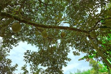 Kuala Kangsar Liman Kati Freehold Well-maintained Durian Orchard With Ready Income 
