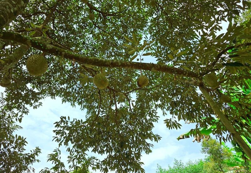 Kuala Kangsar Liman Kati Freehold Well-maintained Durian Orchard With Ready Income 