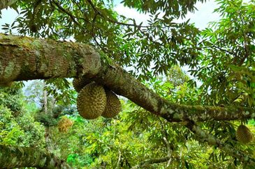 Kuala Kangsar Liman Kati Freehold Well-maintained Durian Orchard With Ready Income 