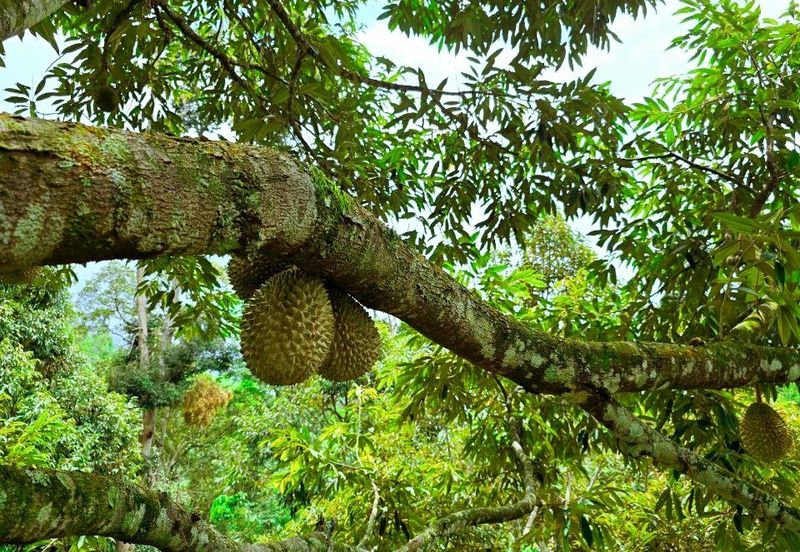 Kuala Kangsar Liman Kati Freehold Well-maintained Durian Orchard With Ready Income 