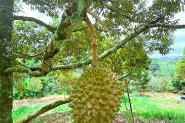Kuala Kangsar Liman Kati Freehold Well-maintained Durian Orchard With Ready Income 