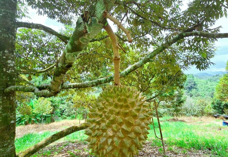Kuala Kangsar Liman Kati Freehold Well-maintained Durian Orchard With Ready Income 
