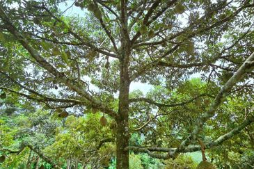 Kuala Kangsar Liman Kati Freehold Well-maintained Durian Orchard With Ready Income 