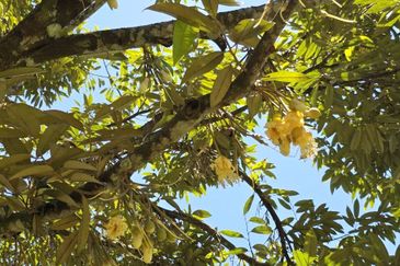 Kuala Kangsar Liman Kati Freehold Well-maintained Durian Orchard With Ready Income 