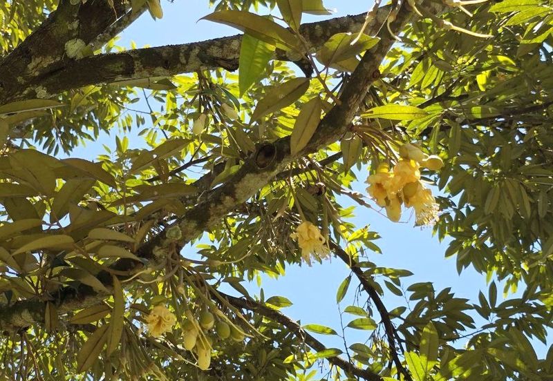 Kuala Kangsar Liman Kati Freehold Well-maintained Durian Orchard With Ready Income 