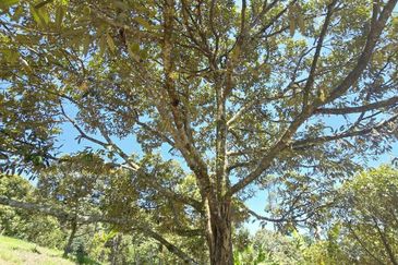 Kuala Kangsar Liman Kati Freehold Well-maintained Durian Orchard With Ready Income 