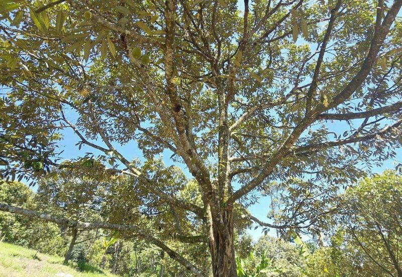 Kuala Kangsar Liman Kati Freehold Well-maintained Durian Orchard With Ready Income 