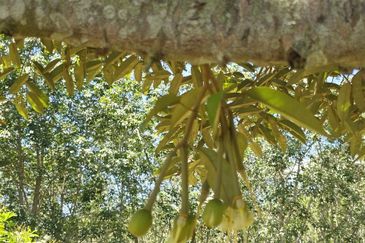 Kuala Kangsar Liman Kati Freehold Well-maintained Durian Orchard With Ready Income 