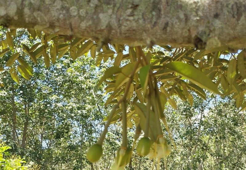 Kuala Kangsar Liman Kati Freehold Well-maintained Durian Orchard With Ready Income 