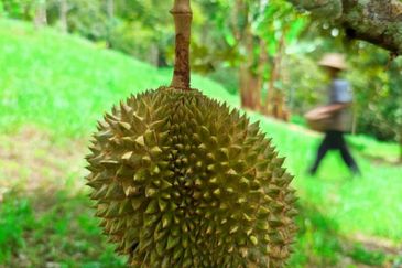 Kuala Kangsar Liman Kati Freehold Well-maintained Durian Orchard With Ready Income 