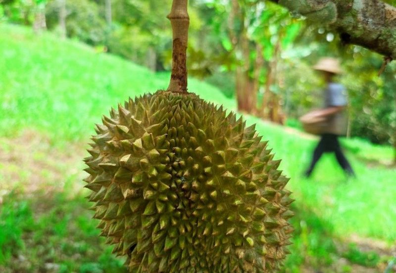 Kuala Kangsar Liman Kati Freehold Well-maintained Durian Orchard With Ready Income 