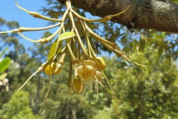 Kuala Kangsar Liman Kati Freehold Well-maintained Durian Orchard With Ready Income 