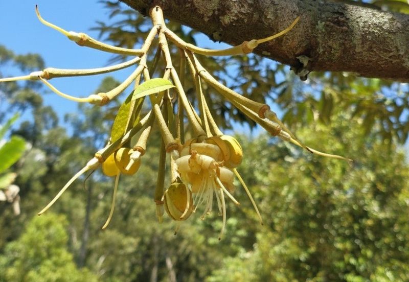 Kuala Kangsar Liman Kati Freehold Well-maintained Durian Orchard With Ready Income 