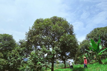 Kuala Kangsar Liman Kati Freehold Well-maintained Durian Orchard With Ready Income 